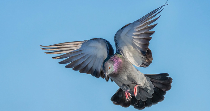 Fantail Pigeon